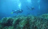 posidonia.jpg (5797 octets)